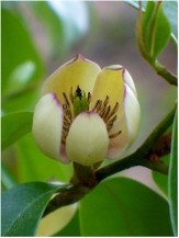 Skinner's Banana Magnolia, Banana Shrub, Magnolia skinneriana, Michelia skinneriana, Michelia figo var. skinneriana